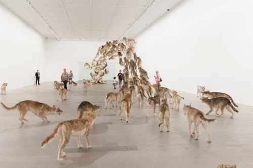 doctornsara: davidgilmoursmanboobs:  sixpenceee:  Cai Guo-Qiang takes an interesting look at pack mentality with his amazing installation piece, “Head On”. Striking in its size and energy, “Head On” consists of ninety-nine life-like wolves constructed