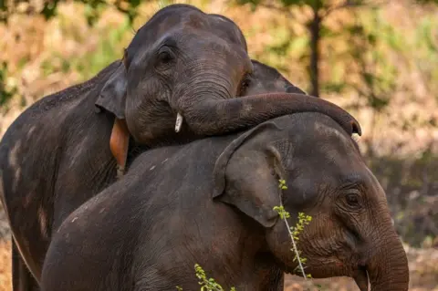 Day 743 Of Posting Pictures Of Elephants.