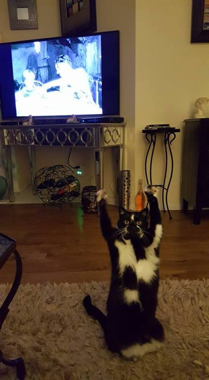 pleatedjeans:This cat is trying to tell us something [x]It’s so excited, almost like it’s trying to 