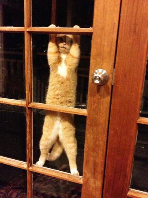oooooooo:  家の中に入りたくて仕方がない動物たちの写真15選 | ロケットニュース24