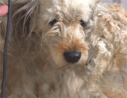 huffingtonpost:  This makeover literally saved Charlie’s live. See the full video