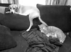 haha that cat is soo going to bite the dogs tail any second now
