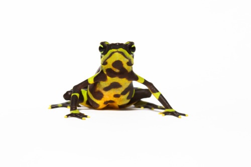 ayustar:markscherz:txdoan:Frogs of Panama - Brian GratwickeOof.This is great!