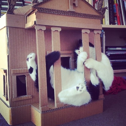 catsbeaversandducks:Cats Breaking Into Doll Houses“I hope Barbie and Ken aren’t allergic.” (images v