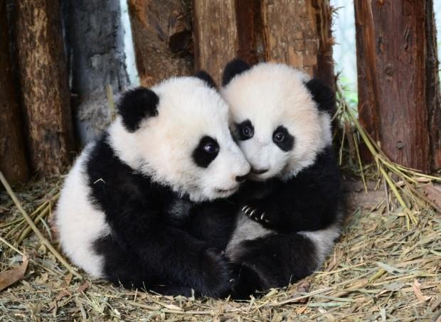 giantpandaphotos:  Twins Lu Lu and Xi Xi at the Bifengxia Panda Base in China. ©