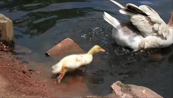 piraticoctopus:  This duckling has had no parents taking care of it for whatever
