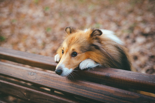 handsomedogs: Sheltie | Marta May