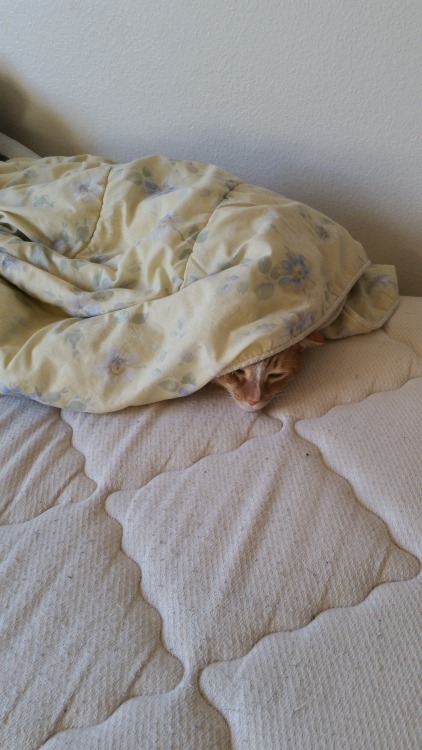 theneverlandbear:Monster lost at our game of hide and seek this morning. But he looked cute and cozy