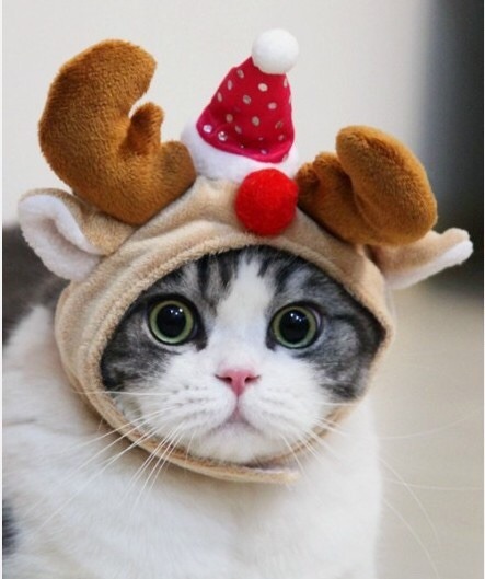 coolcatgroup:Here’s some of my personal favorite Christmas cat pictures!! Hope everyone has a good day!!