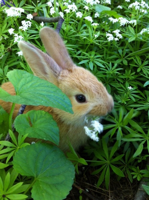 BARBARELLA BUNNY