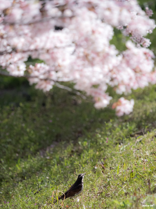 ねことさくら、ねこさん待ちの間に。ぼんやり眺めていたらいろんな鳥さんがお花見に来られてました。Birds also came to see the cherry blossoms.