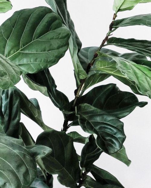 o x y g e n| s o u r c e : @visualmooddiary |