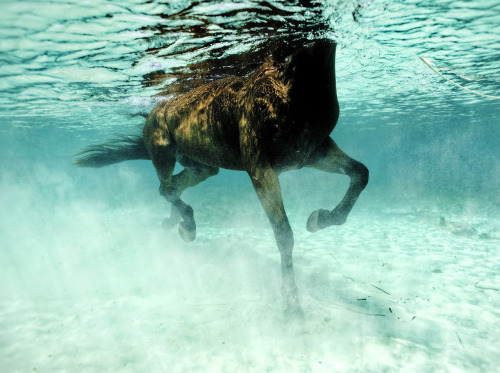 theonlymagicleftisart:  Underwater Photography porn pictures