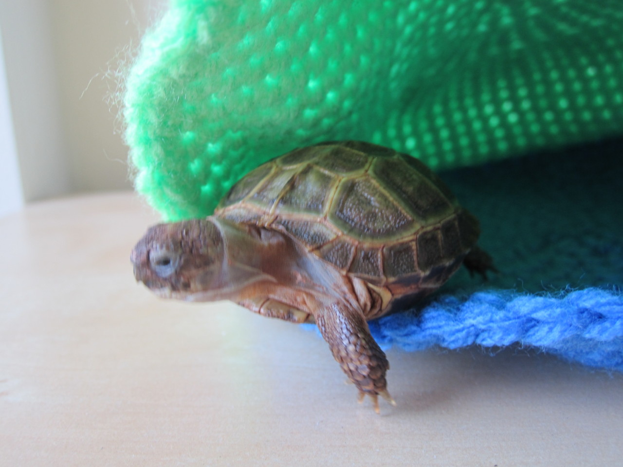 thewhimsyturtle:  Snuggle Sack Saturday  Saturdays are for snuggles!  I love my snuggle