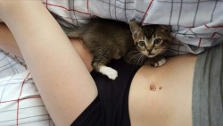 zucbb:i wish i kept this kitten