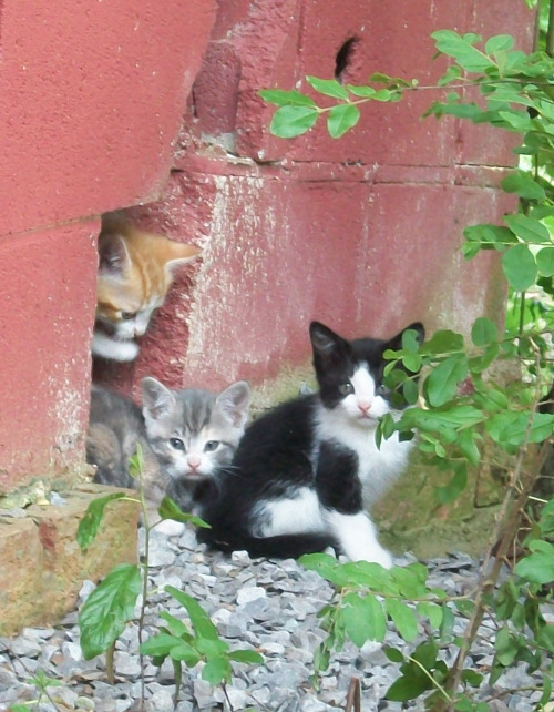 Here’s what I’ve been up to this week, haha.This sweet little momma calico cat showed up