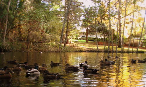 Wood ducks are easily distinguished from the more common mallard ducks.  Male wood ducks are conside