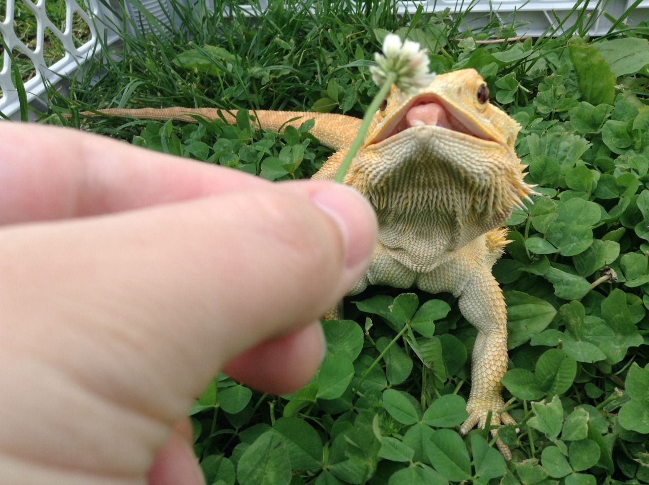 yeahponcho:excited about clover flowers