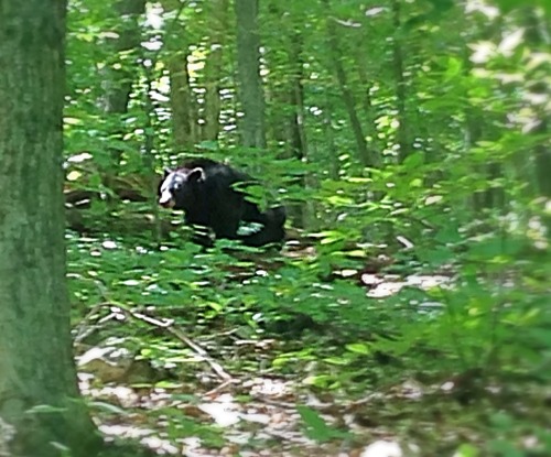 My friends went on a hiking trip in the Shenandoah National Park in Virginia over 4th of July weeken