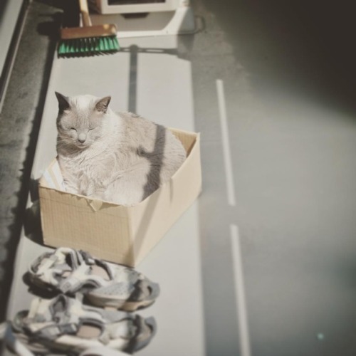 天日干し #猫 #ねこ部 #cat #catinthebox