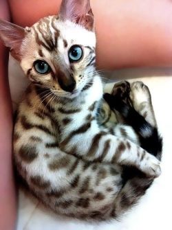 awwww-cute:  Siamese-Bengal kitten (Source: