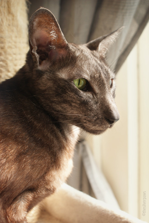 thesilverpaws: Faolan  — Oriental Shorthair in black smoke It’s Faolan’s