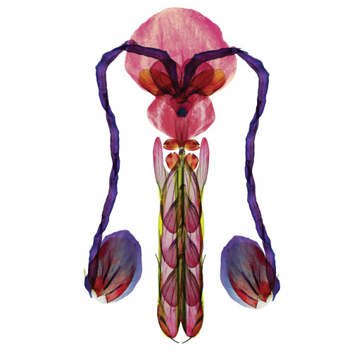 XXX cla-r:  anatomie florale génitale // projet photo