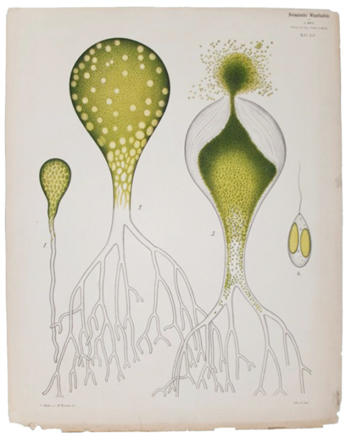 Leopold Kny, wall charts with forms of algae. Germany. Farlow Library of Cryptogamic Botany. Via Har