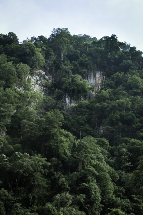 theministryofmischief: Trees Ba Be, Vietnam (2014)