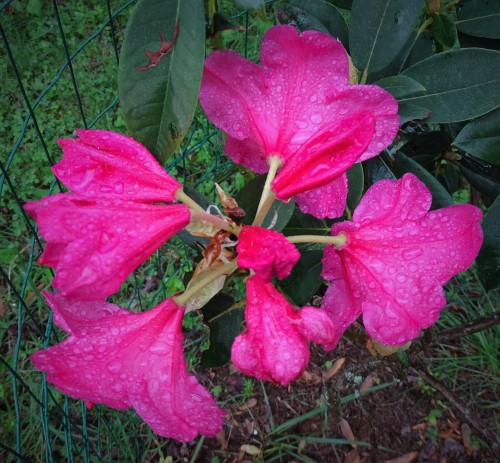 Rhododendron in the RainFunny story, I was given just a teeny pup of a plant and was told a Camellia