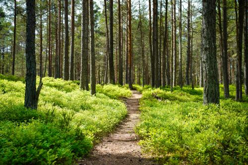 expressions-of-nature:Lahemaa National Park, Estonia by Maksim Shutov