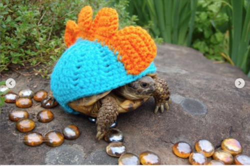 she-is-amused:  officialmacgyver:  babyanimalgifs: Tiny animals in tiny sweaters that will make you 