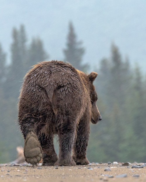 earthandanimals:   Bear foot by Marie Leander  