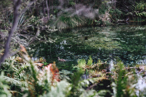 piavalesca:scenic duckste waikoropupū springs, south island new zealand