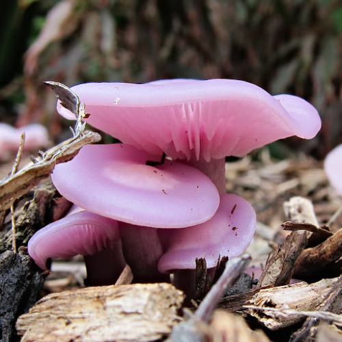 libutron: Lilac Blewit - Lepista sublilacinaLepista sublilacina (Tricholomataceae) is a medium sized