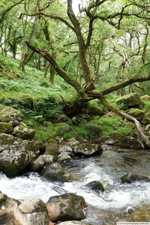 alrobertsphotography:River Plym, Dewerstone Woods, Dartmoor UK