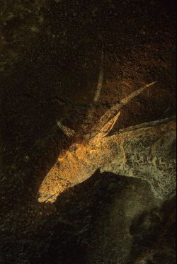 thewoodbetween:Drakensberg Cave, Rock Art,