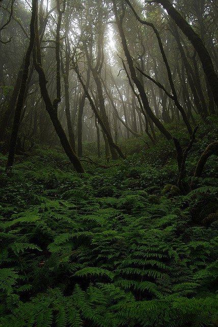 ancientdelirium:  Nebelwald by Xindaan on Flickr.