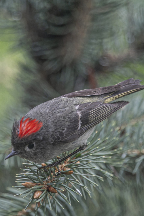 Focused: A Ruby-crowned Kinglet (Regulus calendula) preparing to display his crown&copy; riverwi