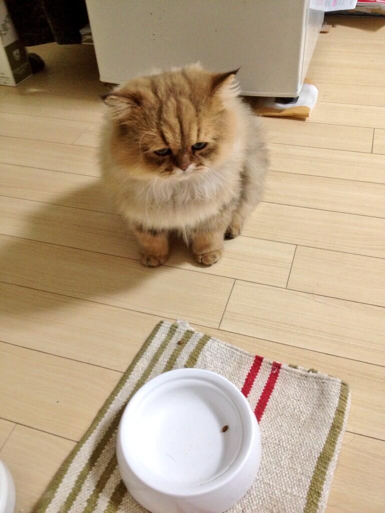 foo-chan:  「カリカリない……」&ldquo;I’m hungry…&rdquo; 
