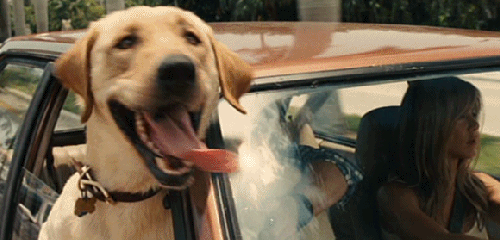ilogicamente-logico:  Un perro no desea autos lujosos, casas grandes o ropa de diseñador, con una vara se sentirá feliz; a un perro no le importa si eres rico o pobre, astuto o torpe, dale tu corazón y el te dará el suyo.                 