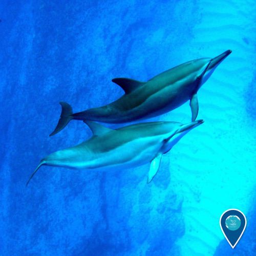 noaasanctuaries: Spin into the weekend with these Hawaiian spinner dolphins in Papahānaumokuākea Mar