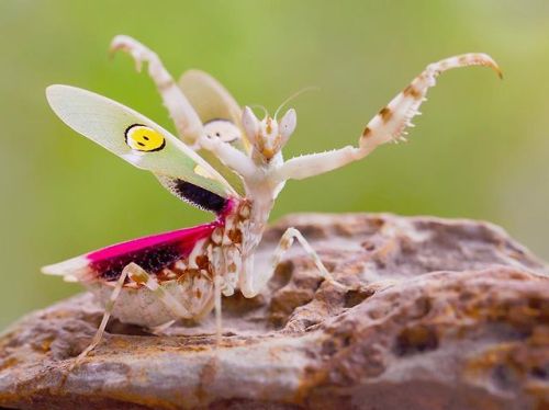 for-science-sake:The Jewelled Flower Mantis is a type of Flower Mantis endemically found in Asia. Fe