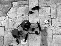 kvetchlandia:  ​Ruth Orkin     Women Feeding Stray Cats, Rome      1951