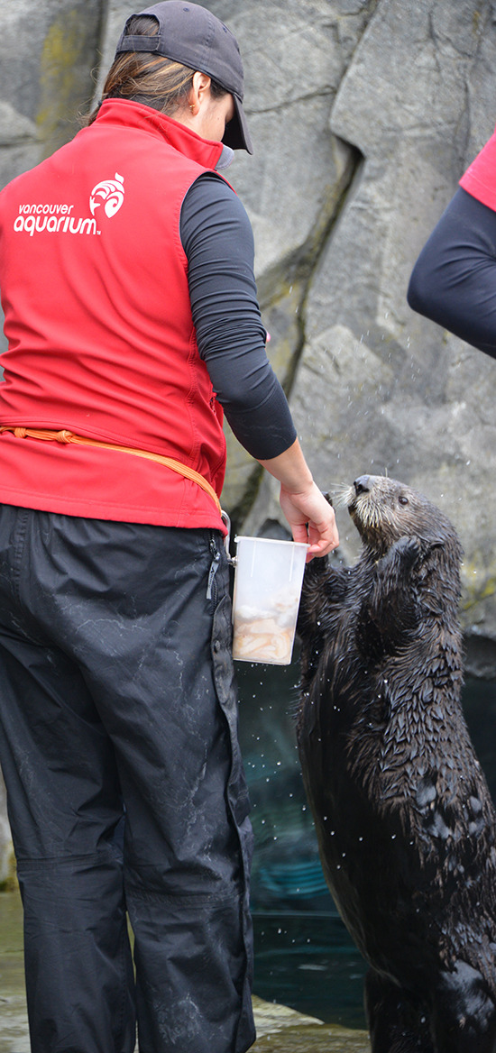maggielovesotters:  dailyotter:  May I Have One of Those Treats, Human?Via Sherwood