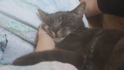 unflatteringcatselfies:  This is my big baby Rasmus My foot,, His pillow