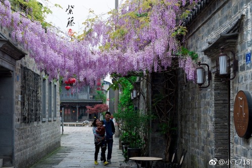 fuckyeahchinesegarden:wisteria blossom in chinese alley by 小飞718