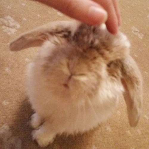 Hi! #jubby #jubbybunny #rabbit #lop #minilop #hollandlop #cute #kawaii #usagi #lapin #pets #animal #