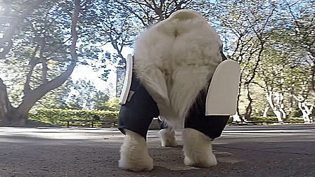 thewightknight:  May The Fluff Be With You    Winston the white corgi dresses up