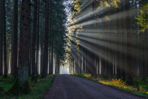 Nachmittag im Wald by Janos Kertesz+